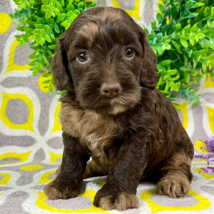 Cockapoo Puppy Coco