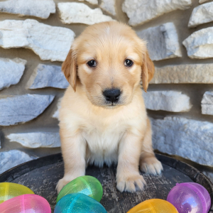 Golden Retriever Puppy Aubrey