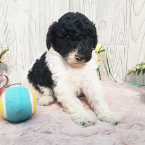 Aussiedoodle Puppy Ace