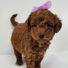 Puppy