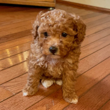 Poodle Puppy Lake