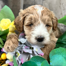 Goldendoodle Puppy Klay