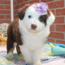 Australian Shepherd Puppy Barbie