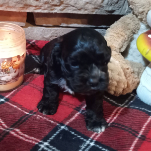 Cocker Spaniel Puppy Champ
