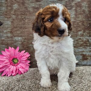 Aussiedoodle Puppy Lucy