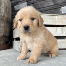 Golden Retriever Puppy Dexter