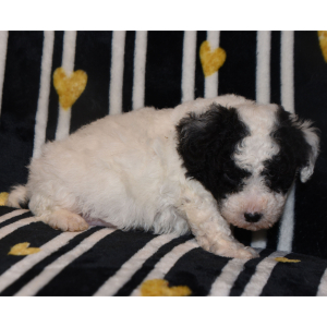 Maltipoo Puppy Darrell