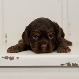 Cocker Spaniel Puppy Nolan