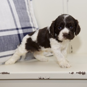 Cocker Spaniel Puppy Ned