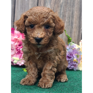 Maltipoo Puppy Riley