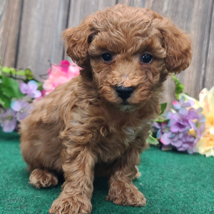 Maltipoo Puppy Riley