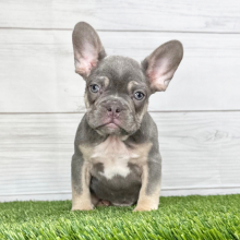 French Bulldog Puppy Donnie