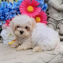 Puppy