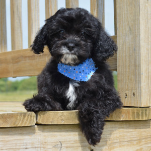 Cavapoo Puppy Hendrix