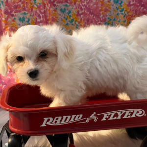 Coton de Tulear Puppy Jackie