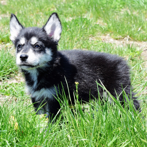 Goberian Puppy Bentley