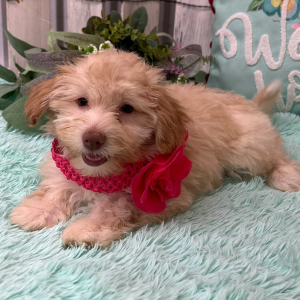 Pomapoo Puppy Stella