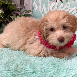 Pomapoo Puppy Stella