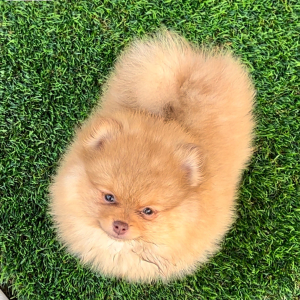 Pomeranian Puppy Penny