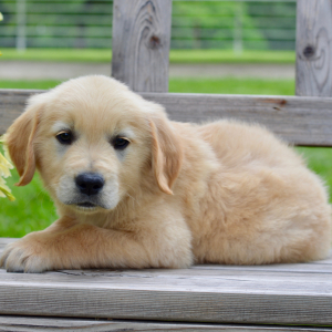 Golden Retriever Puppy Marshall