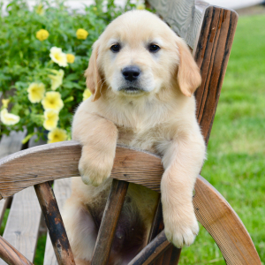Golden Retriever Puppy Marshall