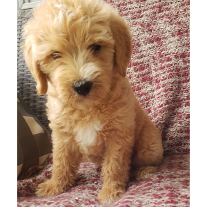 Labradoodle Puppy Bridget