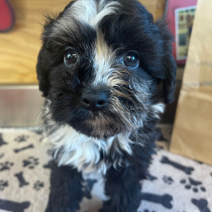Aussiedoodle Puppy Betty