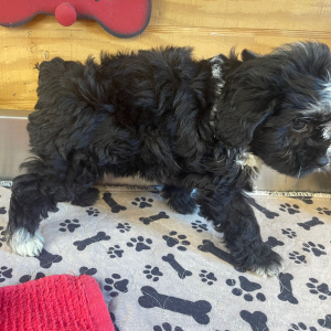 Aussiedoodle Puppy Betty