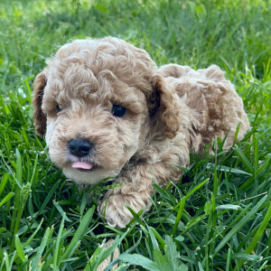 Poodle Puppy Adam