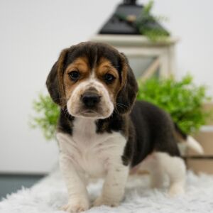 Beagle Puppy Silvey