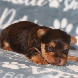 Yorkshire Terrier Puppy Gus