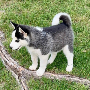 Siberian Husky Puppy Cleo