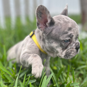 French Bulldog Puppy Sky