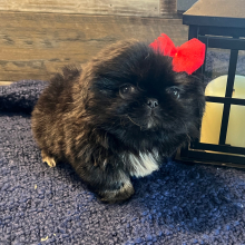 Puppy