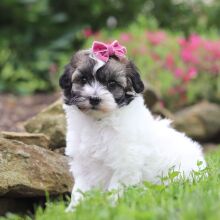 Puppy