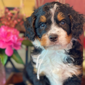 Bernedoodle Puppy Jonas