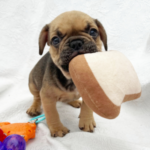 French Bulldog Puppy Zeus