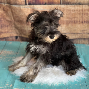 Miniature Schnauzer Puppy Beary