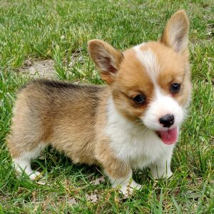 Pembroke Welsh Corgi Puppy Bella