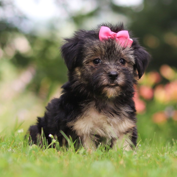 Kayla, a TriColored Female Coton de Tulear Puppy 738973 PuppySpot