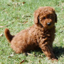 Poodle puppy for sale Linus, dog for sale