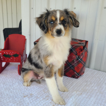 Australian Shepherd puppy for sale Abel, dog for sale