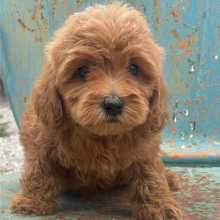 Cavapoo puppy for sale Abby, dog for sale