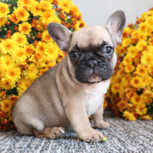 French Bulldog puppy for sale Elvis, dog for sale