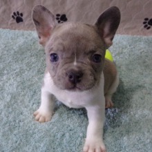French Bulldog puppy for sale Hollywood, dog for sale