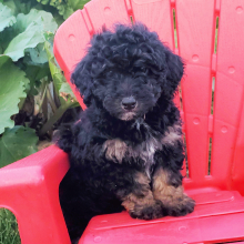 Cavapoo puppy for sale George, dog for sale