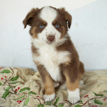 Australian Shepherd puppy for sale Annie, dog for sale