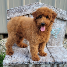 PUPPYSPOT LLC DEALS