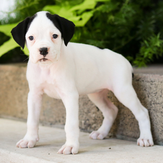 Bailey, a Sealed Flashy Brindle Female Boxer Puppy 767434 PuppySpot