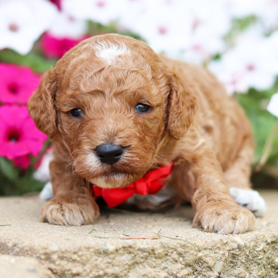 Kendall, a Red Male Poodle Puppy 771423 PuppySpot